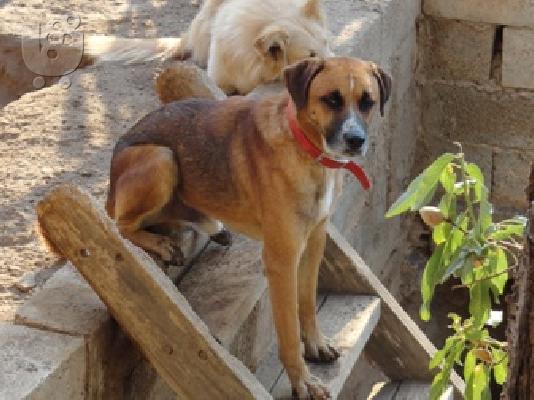 PoulaTo: Σκυλακος χαριζεται για φυλακας
