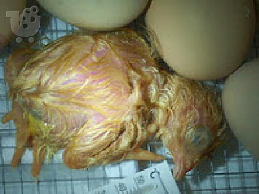 PoulaTo: παπαγάλος αυγά για σχεδόν δωρεάν