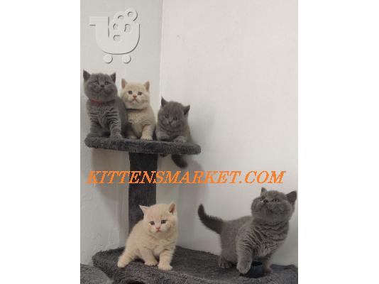 PoulaTo: smart kittens for adoption