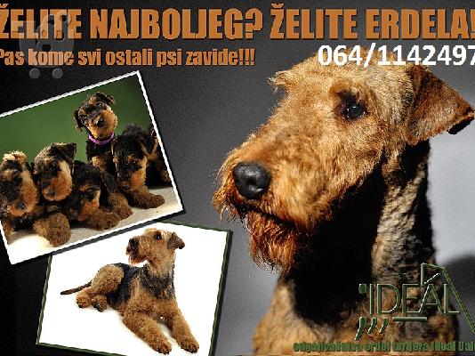 PoulaTo: Αιρντέιλ Τεριέ / Airedale terrier