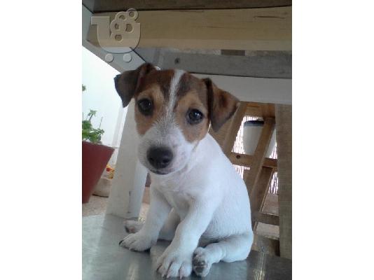 PoulaTo: Jack Russell Terrier