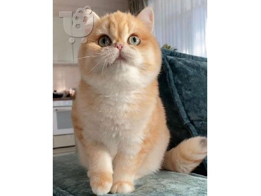 PoulaTo: Ragdoll Kittens For Sale