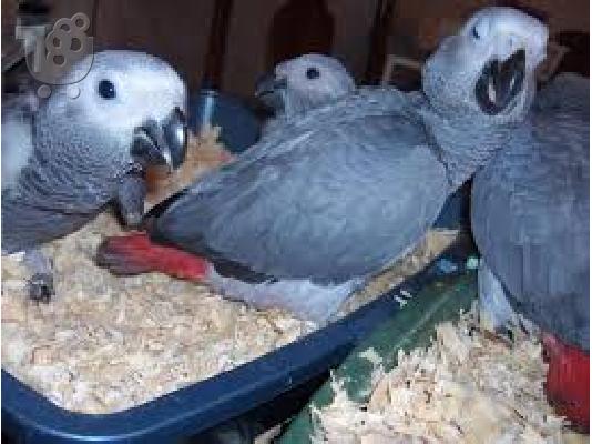 PoulaTo: Κογκό  Αφρικάνικο γκρίζο παπαγάλο για 150 ευρώ