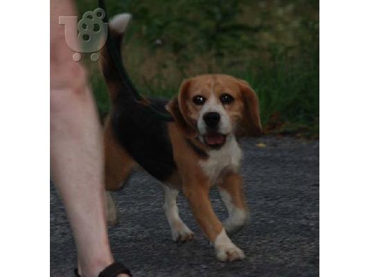 PoulaTo: beagle κουτάβι € 120