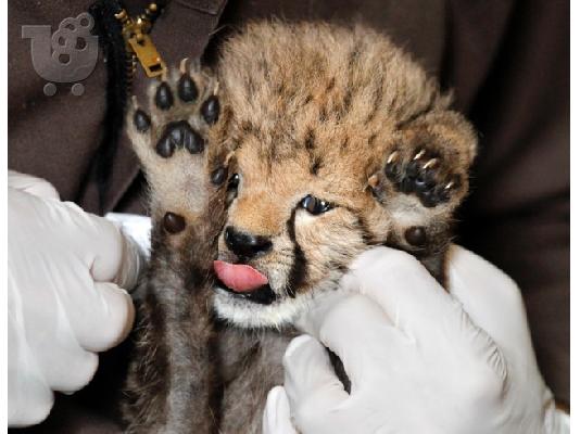 PoulaTo: Savannah και Tamed Cheetah Cubs προς πώληση.