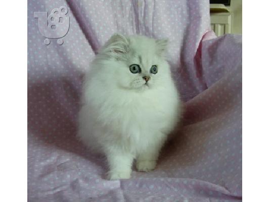 Περσικά γατάκια μπλε και Colourpoints