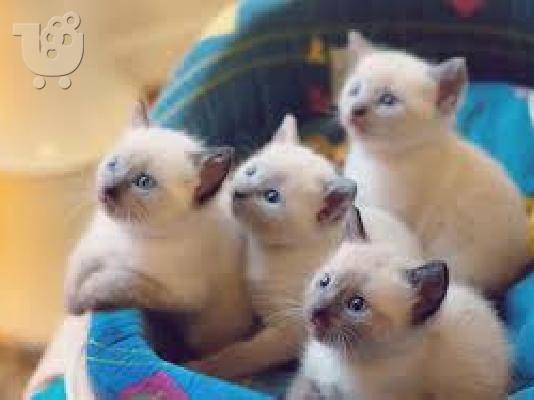 PoulaTo: Σιαμαίοι γατάκι για € 300
