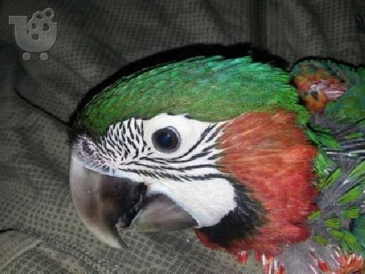 Πολύχρωμες παπαγάλος Macaw για € 00 ..
