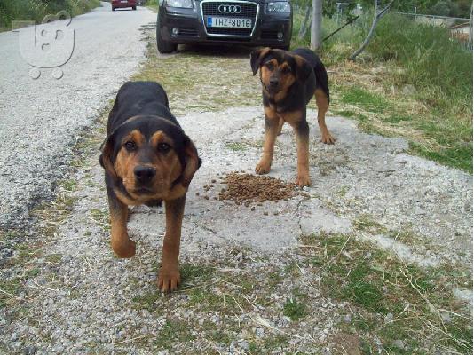 PoulaTo: Σκυλακια 7 μηνων χαριζονται