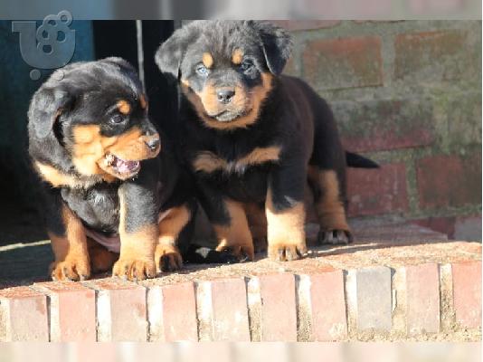 PoulaTo: Νίκαια και υγιή κουτάβια Rottweiler διαθέσιμα