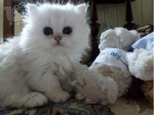 PoulaTo: Αξιολάτρευτο περσικό γατάκι
