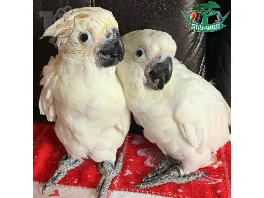 PoulaTo: babies cockatoo parrots for 200€
