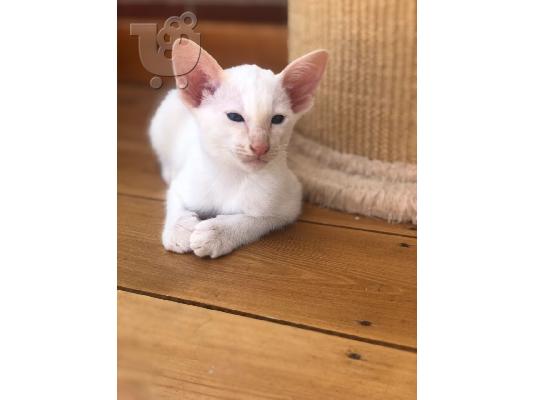 PoulaTo: Αξιολάτρευτα γατάκια Siamese προς πώληση