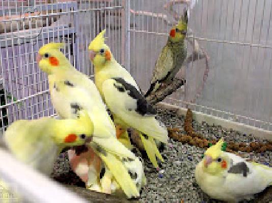 PoulaTo: όμορφη παπαγάλους cockatiel για € 150