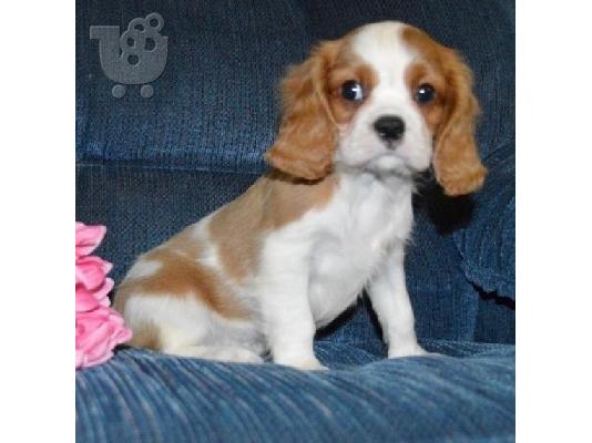PoulaTo: Two Cavalier King Charles Puppies Available