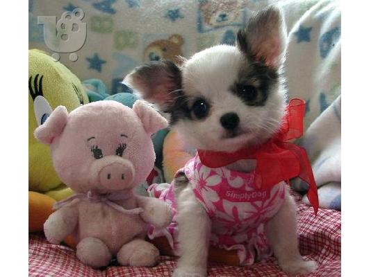 PoulaTo: Το πιο όμορφο κουτάβι Chihuahua της σεζόν