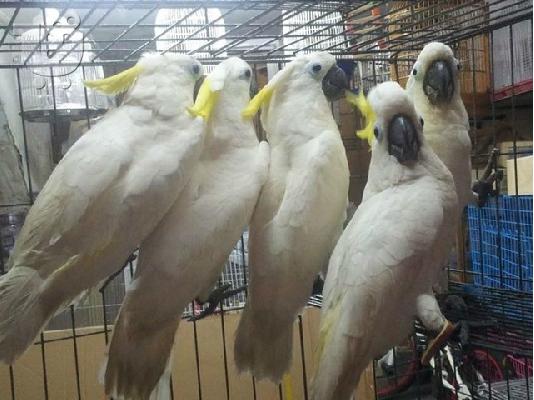 PoulaTo: Cockatoo parrots for sale