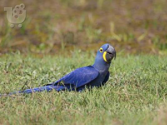 PoulaTo: Υάκινθος macaw