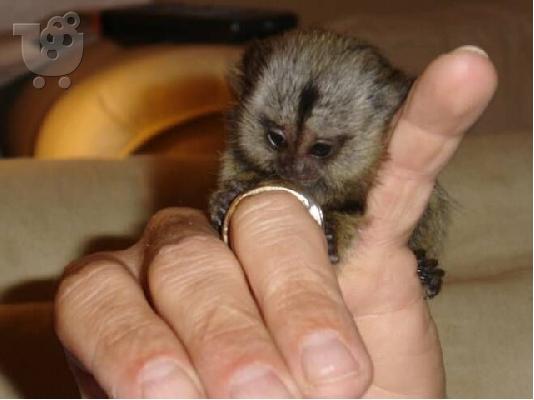 PoulaTo: Μικρό Γλυκό Μαϊμού Μαϊμού
