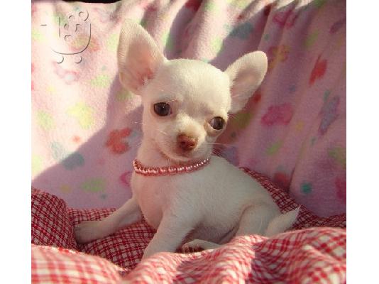 PoulaTo: Chihuahua κουταβακια, θεσσαλονικη  Ροτβάιλερ