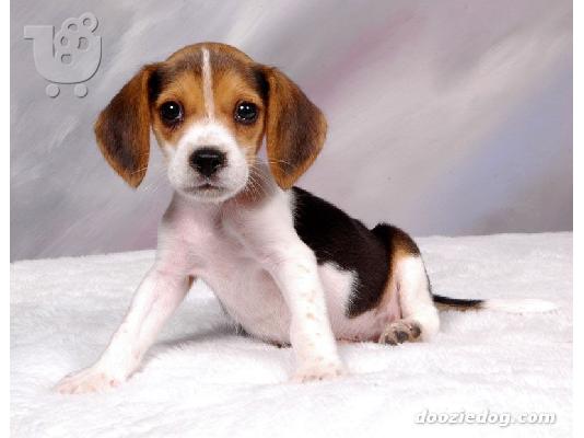 PoulaTo: κορυφαία κουταβάκια beagle