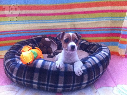 PoulaTo: Jack Russell