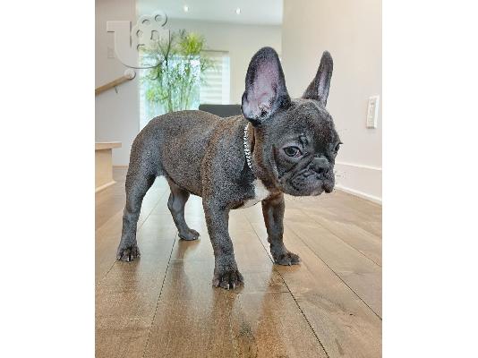 PoulaTo: French bulldog puppy for sale