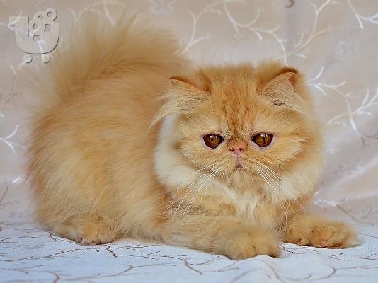 Persian, Exotic, Hymalayan kittens and cats