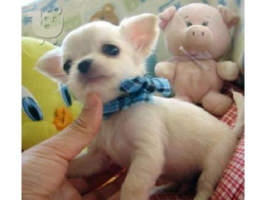 PoulaTo: Eτοιμοπαράδοτα καθαρόαιμα Chihuahua