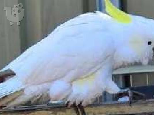 PoulaTo: talking cockatoo parrot for 200€