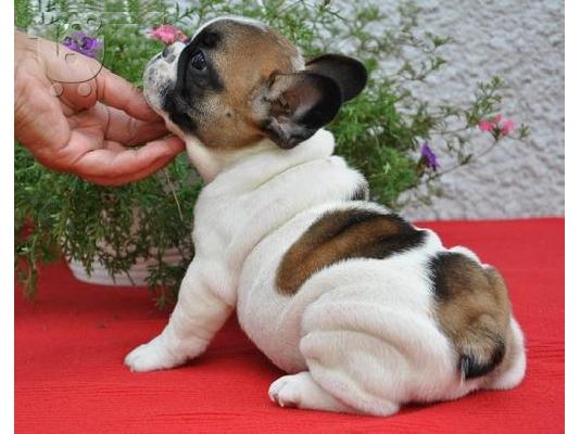 PoulaTo: french bulldog puppies ready for a new home