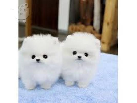 Καθαρά Pomeranian Puppies διαθέσιμα
