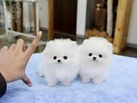 PoulaTo: Δύο ωραία T-Cup Pomeranian Puppies