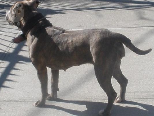 Bull Terrier κουτάβι
