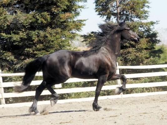 PoulaTo: Πωλείται Άλογο Κόλι Κόλι