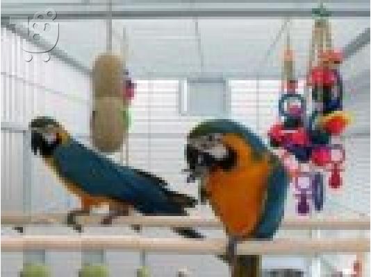 PoulaTo: scarlet παπαγάλος macaw για 200 €