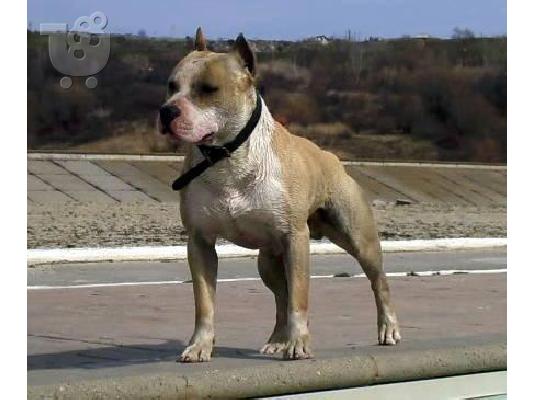 PoulaTo: American Staffordshire Terrier - Τεριέ