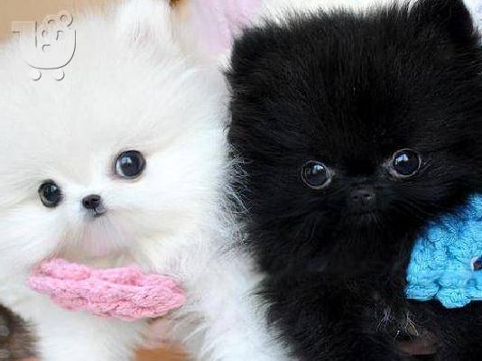 PoulaTo: Φλυτζάνι τσαγιού Pomeranian κουτάβια για υιοθεσία
