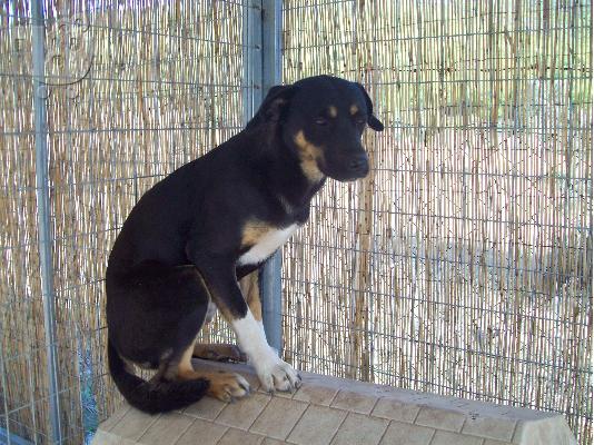 PoulaTo: Ο Ματζικ σκυλακος για φυλακας χαριζεται