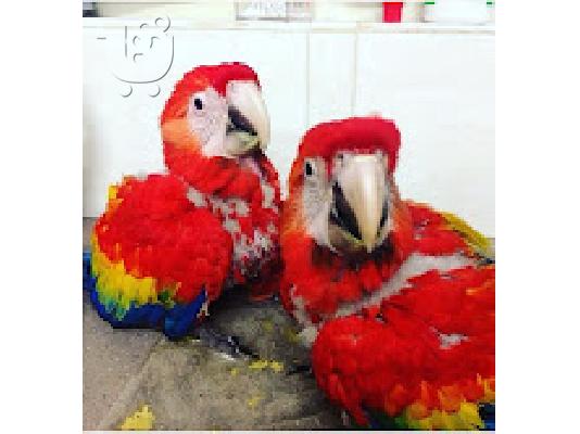 PoulaTo: κόκκινος παπαγάλος μακό 200 €