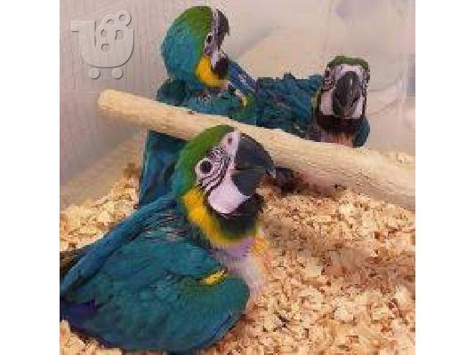 PoulaTo: πανέμορφο παπαγάλο macaw για τα Χριστούγεννα 200 €