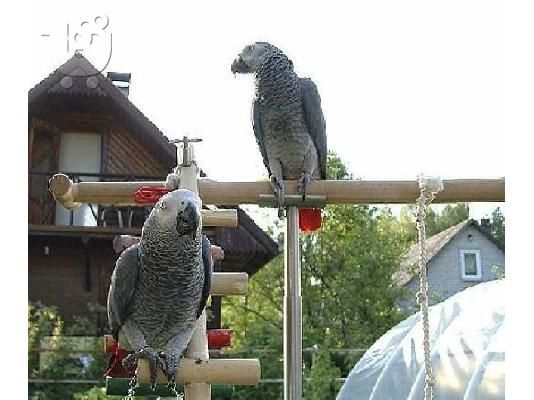 PoulaTo: Διαθέτουμε προς πώληση αφρικανικούς γκρι παπαγάλους καθαρής ράτσας