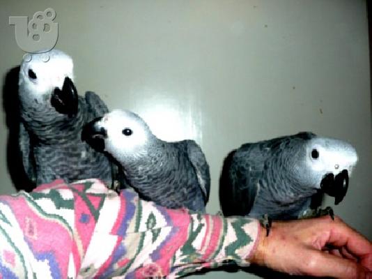 PoulaTo: Χαριτωμένο Ζεύγος των αφρικανικών γκρι παπαγάλοι