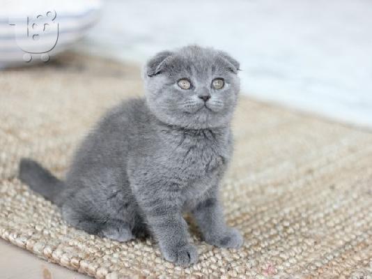 PoulaTo: Scottish Fold kitten - Σκωτσέζικο γατάκι Φολντ
