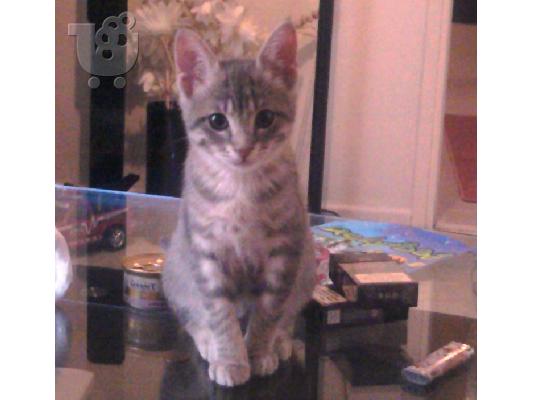 PoulaTo: Χαρίζεται για υιοθεσία το θηλυκό γατάκι της φωτογραφίας Αναλαμβανουμε τη μεταφορά του και εκτός Θεσσαλονίκης