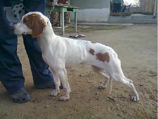 PoulaTo: Ίστρια σκύλο istrian hound