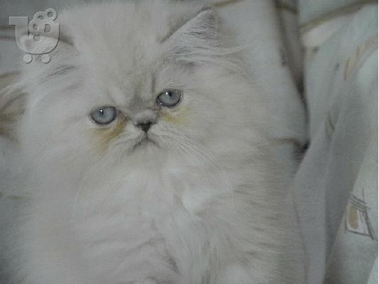 Περσικά γατάκια Ιμαλαίων