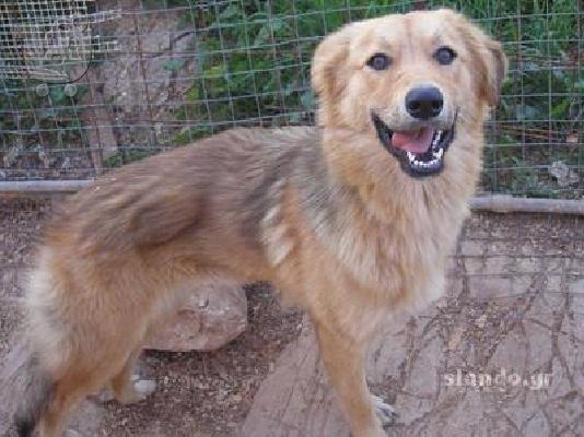PoulaTo: Χαθηκε σκυλιτσα στο Περαμα