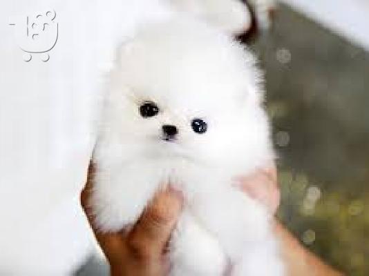 Αξιολάτρευτο Pomeranian Puppies