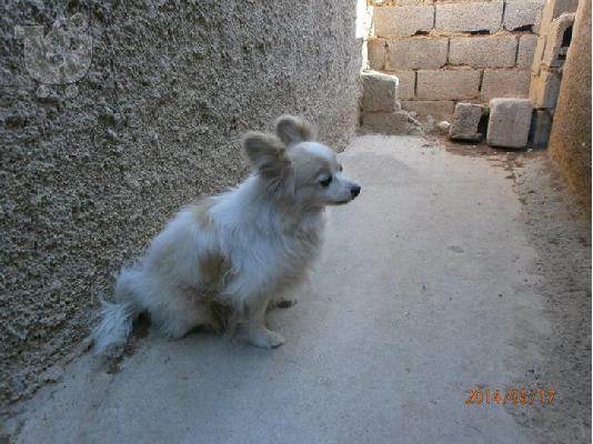 PoulaTo: Βρεθηκε τυφλο μικροσωμο σκυλακι στο Περαμα